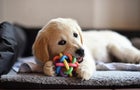 Golden Retriever Dog Puppy Playing With Toy 