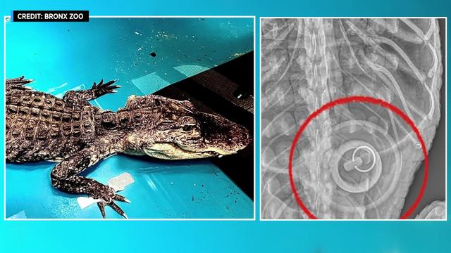 A photo of an alligator next to an x-ray showing he ingested a bathtub stopper. 