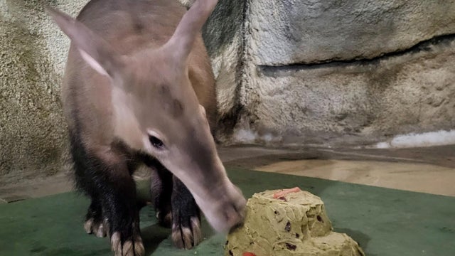 aardvark-detroit-zoo.jpg 