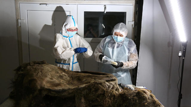 Scientists study the carcass of a fossil brown bear found in the permafrost, in Yakutsk 