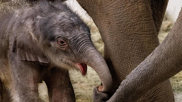 baby-elephant.jpg 