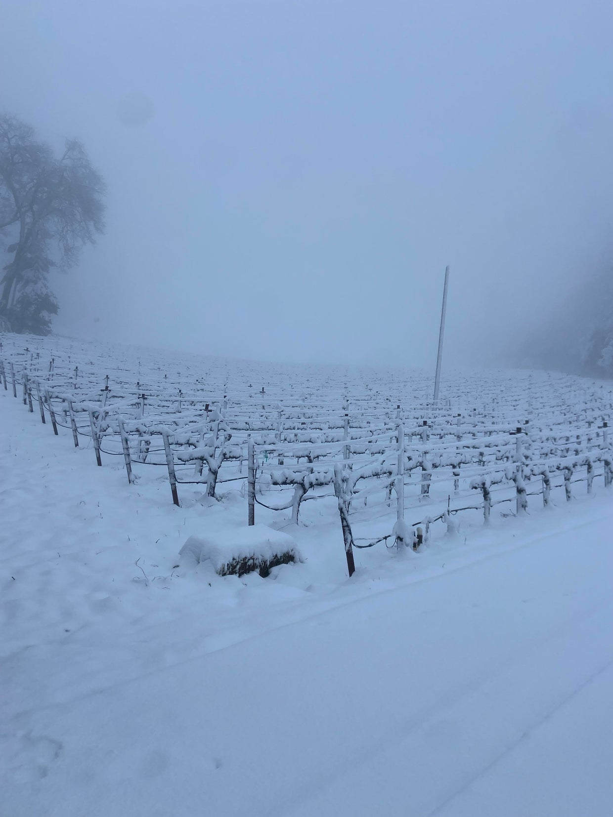 Photos Rare winter storm delivers snow across the Bay Area