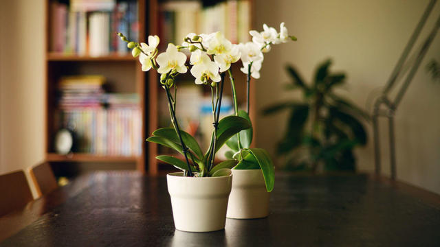 orchids.jpg 