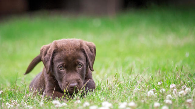 Portrait Of Puppy On Field 