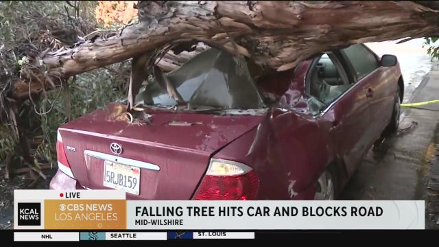 mid-wilshire-car-tree.jpg 