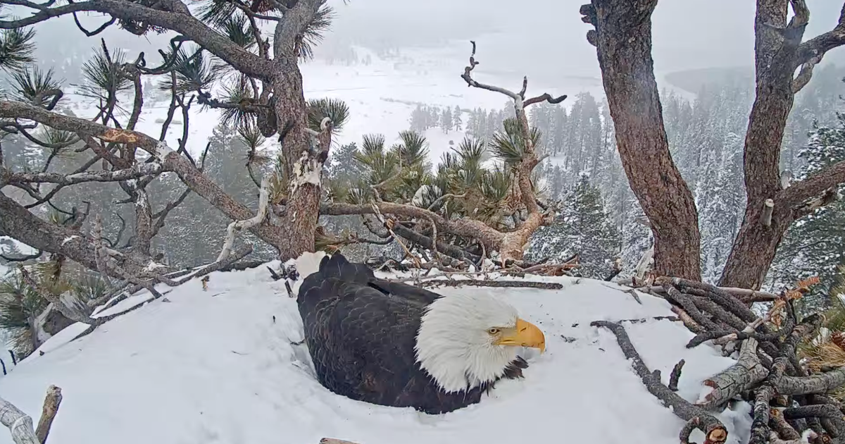 Experts: Big Bear bald eagle eggs unlikely to hatch in nest - CBS Los