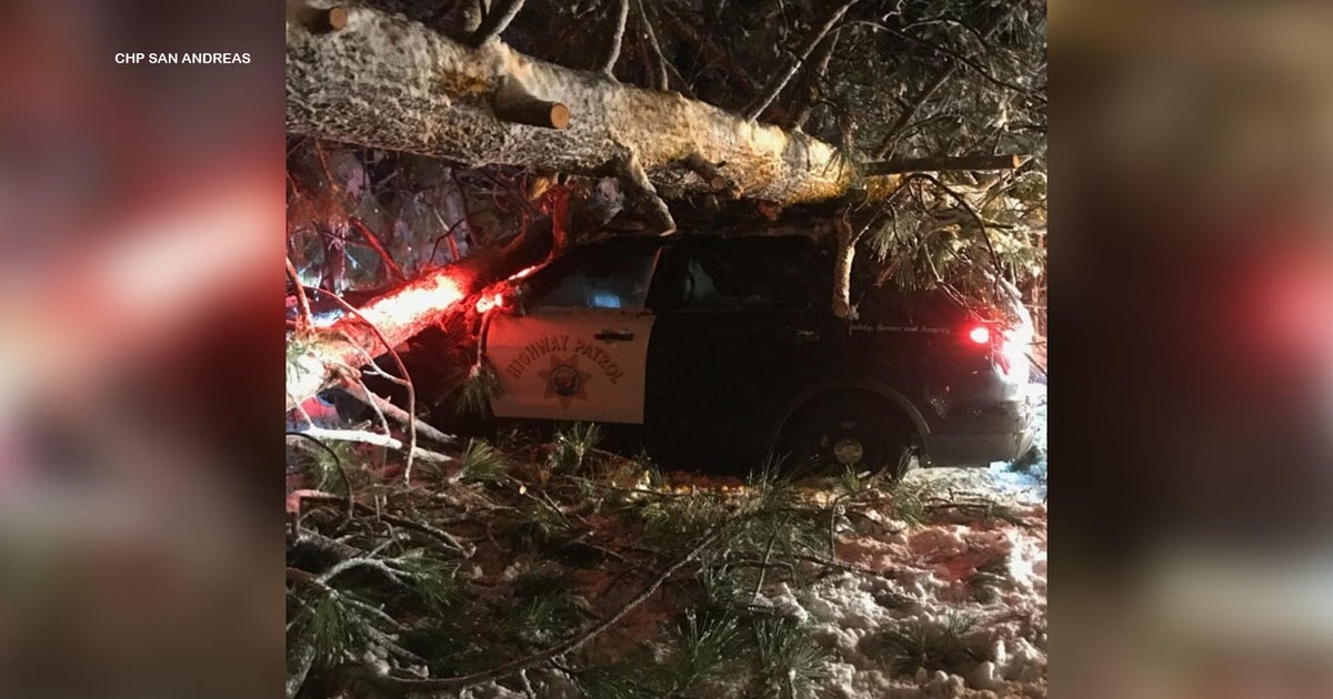 Large tree falls onto CHP patrol car in Calaveras County