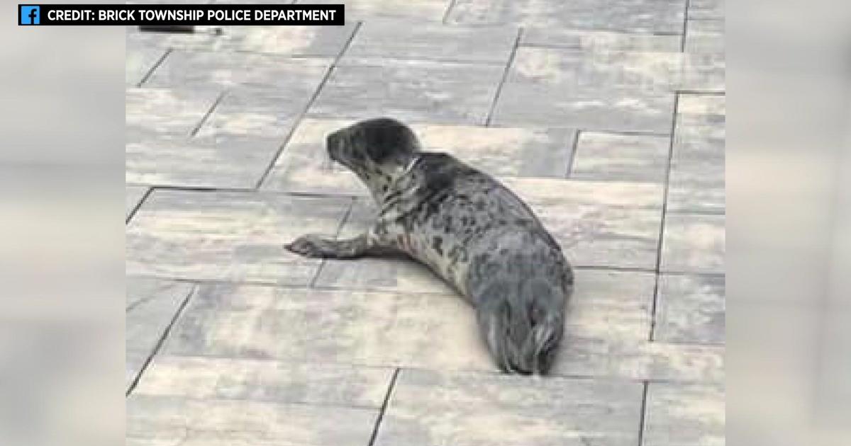 Seal stops traffic to cross Route 35 in Brick Township, N.J.