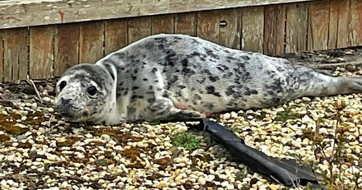 Rescued baby seal found wandering by New Jersey's Brick Township Police  Department along Route 35 - 6abc Philadelphia