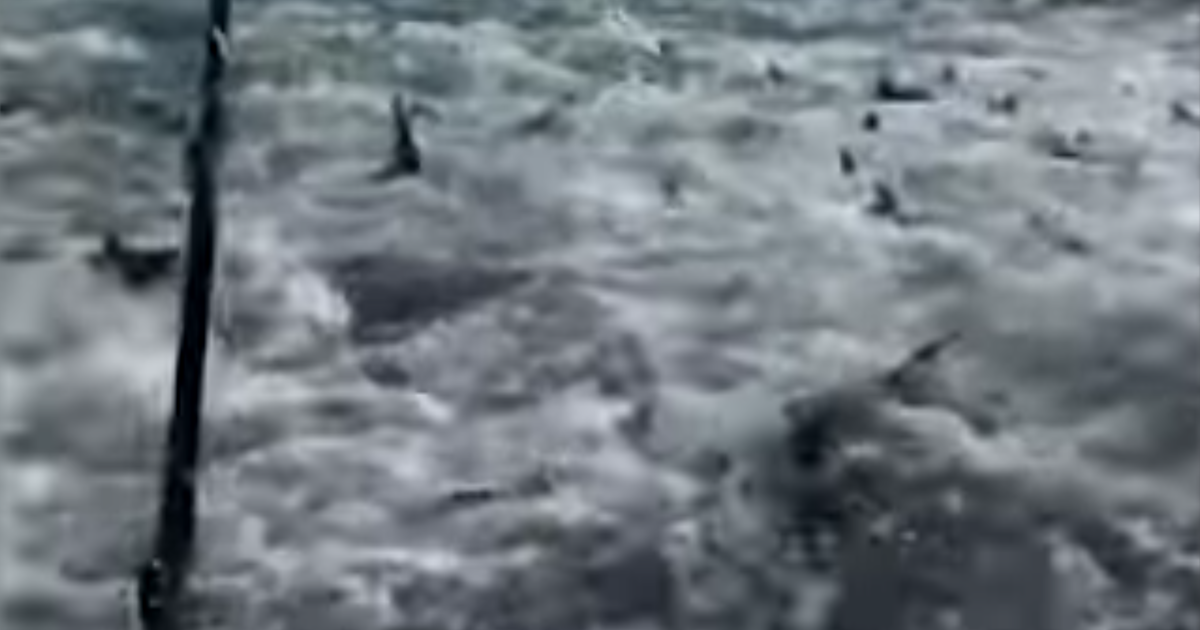 Video ofa shiver of sharks feeding about 15 miles off the coast goes viral