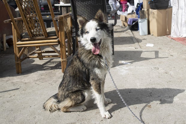 Dog rescued alive from the rubble on the 22nd day of the earthquake in Hatay 