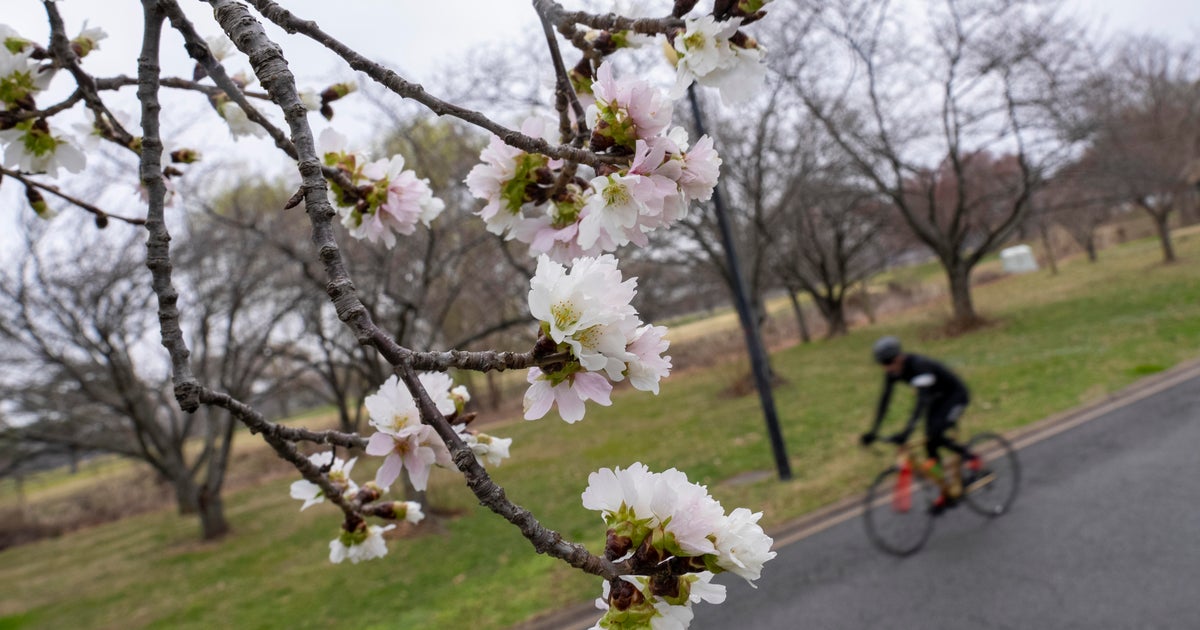 DC's cherry blossoms coming early due to confusing weather - Vimarsana News