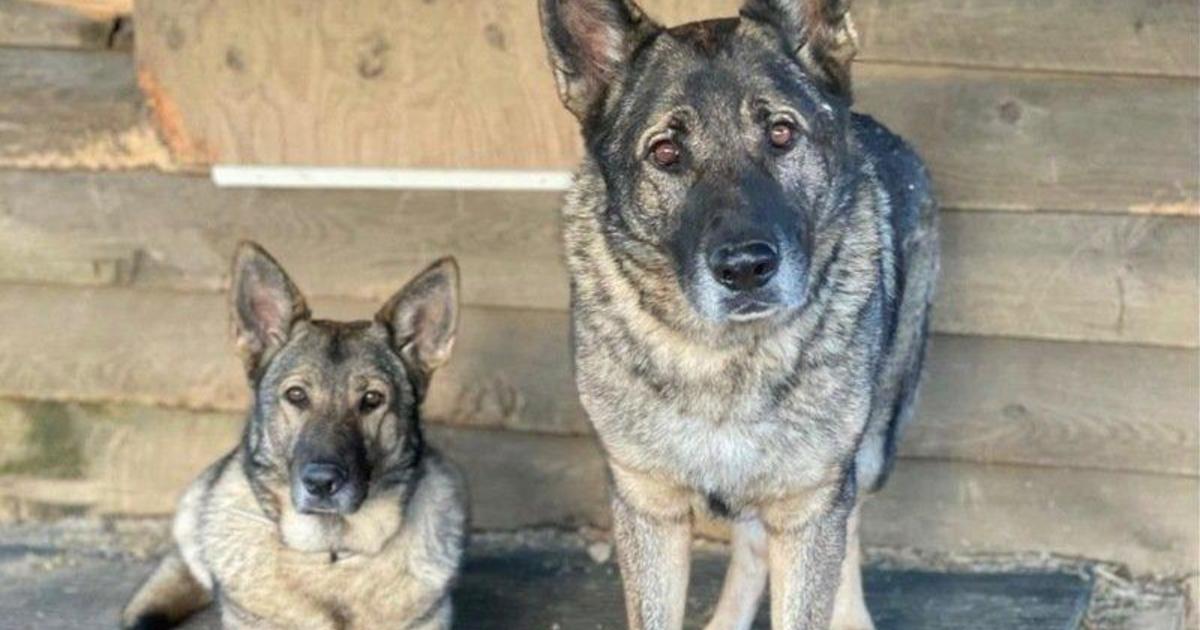Hunter who killed and skinned a Connecticut family's pet dogs claims he thought they were coyotes