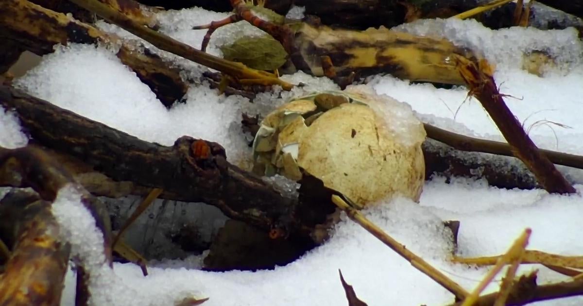 One Of The Eggs Break On DNR EagleCam Nest - CBS Minnesota