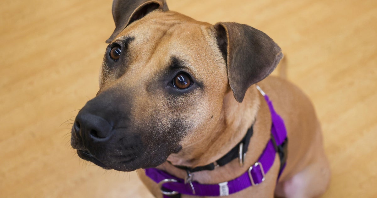 PAWS Pet of the Week: Mars - CBS Chicago