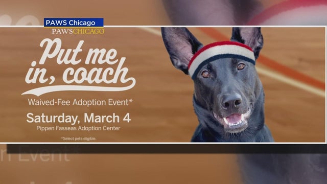 paws-adoption-event-for-older-dogs.jpg 