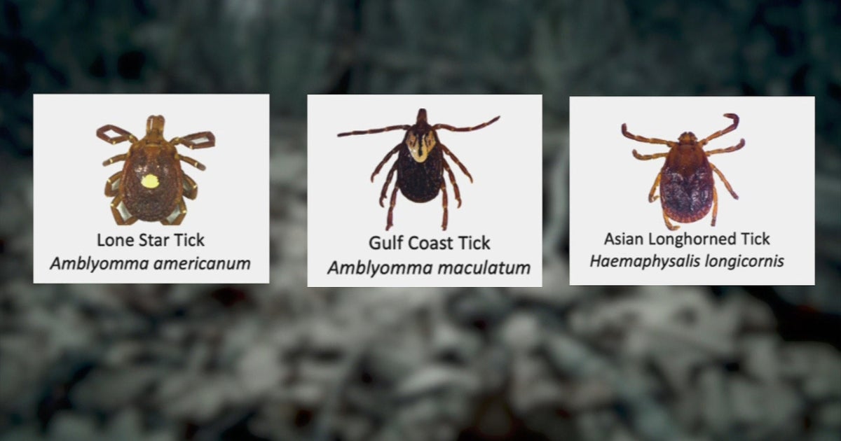 Warm winter leads to more ticks in New England Flipboard