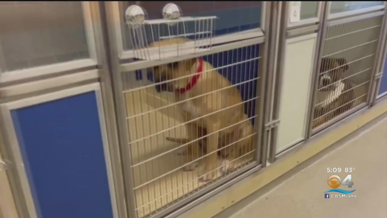 Situation described as 'dire' at South Florida pet shelters - CBS Miami