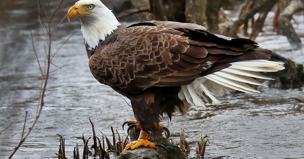 2 men killed and planned to eat a bald eagle in Nebraska, officials say