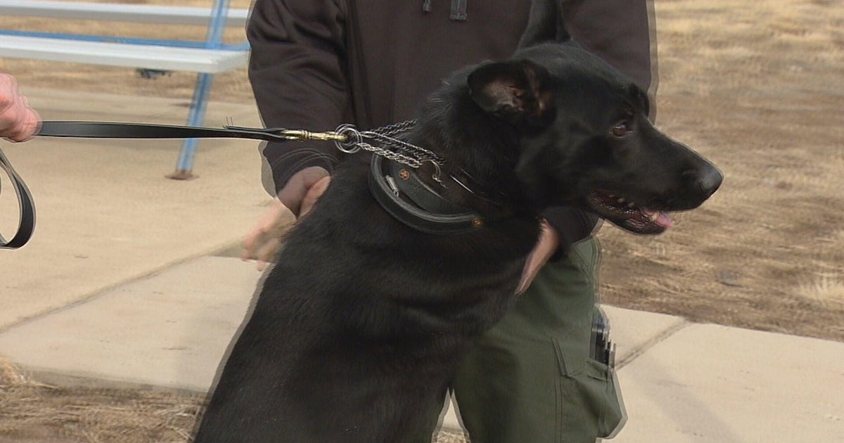 Colorado lawmakers look to create stiffer penalties for those who harm police K9s - Vimarsana News