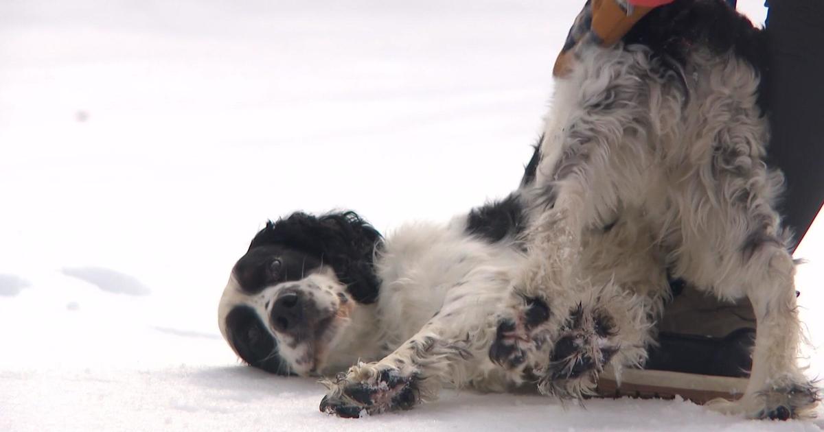 Springer spaniel best sale rescue midwest