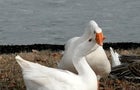 cbsn-fusion-iowa-cemetery-takes-out-personal-ad-for-goose-whose-mate-died-thumbnail-1766362-640x360.jpg 
