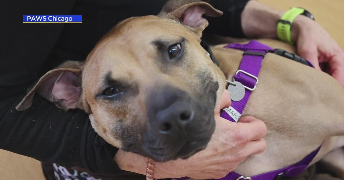 PAWS Pet of the Week: Mars - CBS Chicago