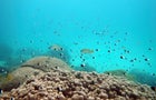 UN High Seas Biodiversity Treaty 