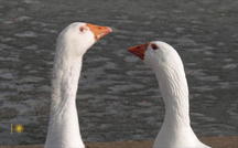A geese love story 