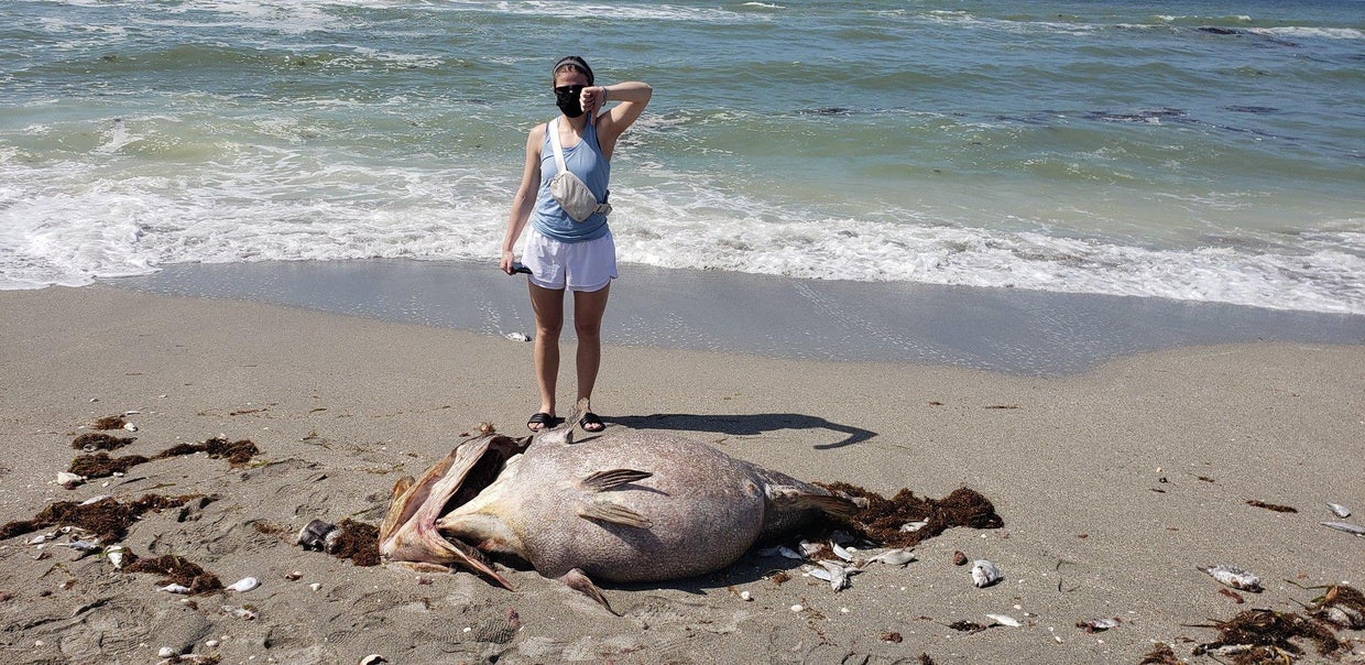 Red tide is back in Florida, killing fish and impacting human health ...
