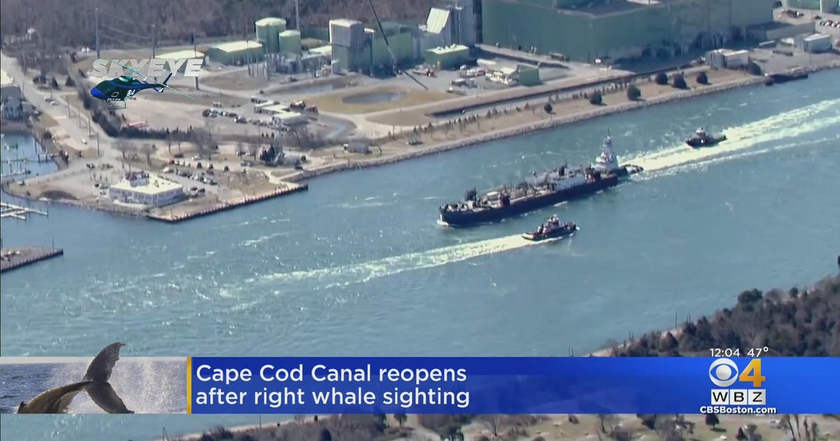 Cape Cod Canal reopens after whale closure - CBS Boston