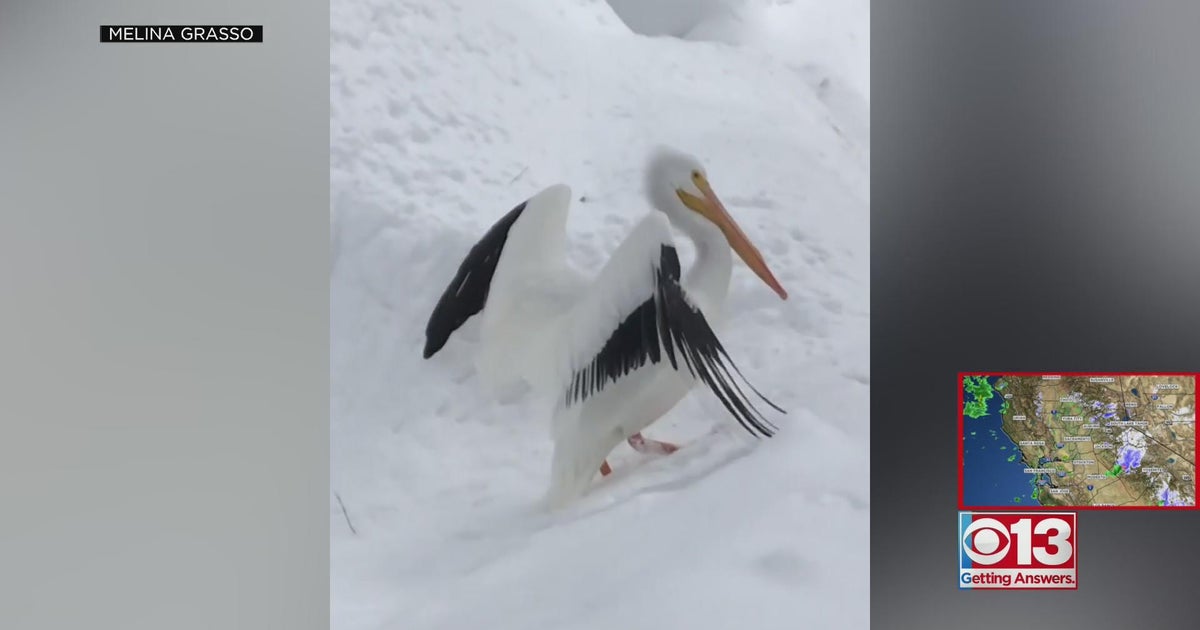 Winter storm blows pelican into South Lake Tahoe snow