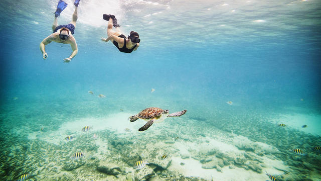 Wide shot underwater view of couple snorkeling near sea turtle swimming in tropical sea 