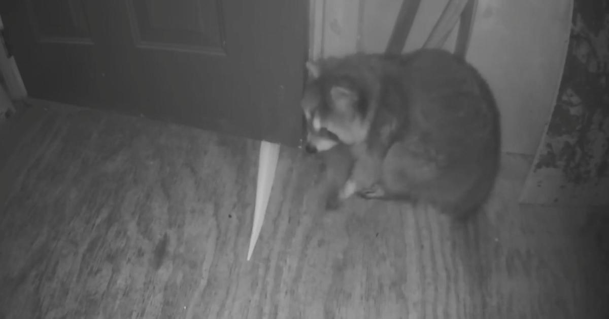 Sneaky raccoon caught squeezing into Wisconsin barn