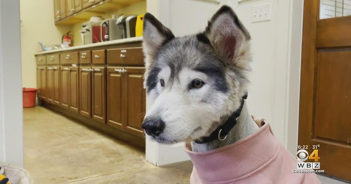 Abused dogs get second chance at Shultz's Guest House in Dedham - CBS