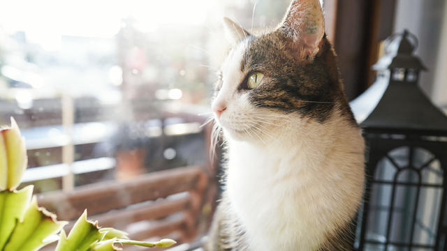 Walldorf cat owners fear renewed "horror summer 