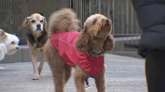 Dogs at the North End Avenue Dog Run in Battery Park City 