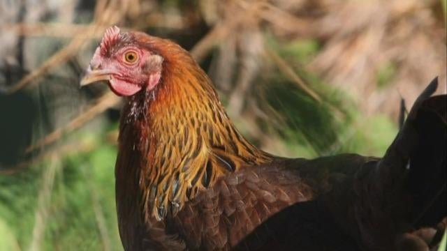 cbsn-fusion-h5n1-bird-flu-strain-spreading-to-other-mammals-across-us-thumbnail-1777246-640x360.jpg