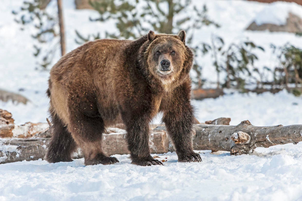 300-pound Bear Is First Grizzly To Emerge From Hibernation This Season ...