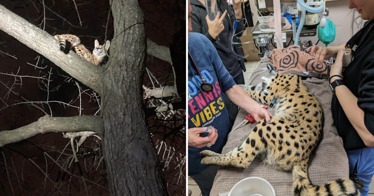 Cocaine cat: Serval found in Cincinnati tree tests positive for drugs