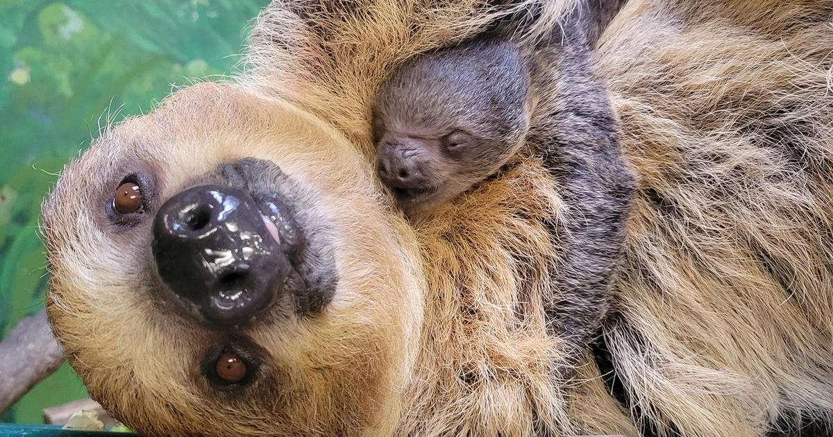 New baby sloth born at Stone Zoo 'closely attached to mom' - CBS Boston