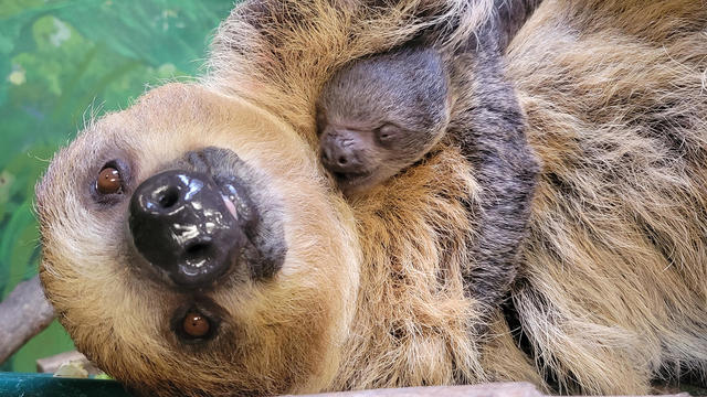 baby-sloth.jpg 