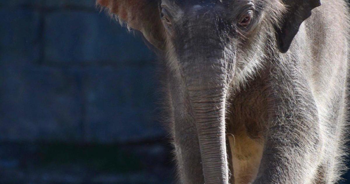 Fort Worth Zoo names new baby elephant
