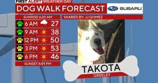 Takota from Greeley joins Dog Walk Forecast CBS Colorado