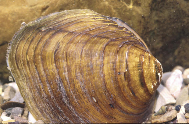 Mussels Threatened 