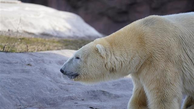 Nuka the polar bear.jpg 