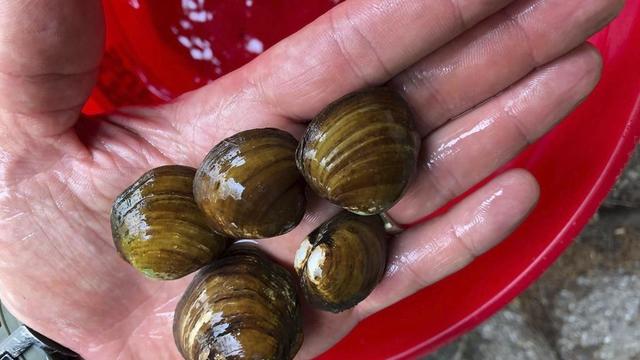 Mussels Threatened 