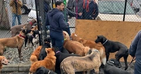 Seattle Mariners Save Dog From Euthanasia, Adopt Him As Their New Clubhouse  Dog