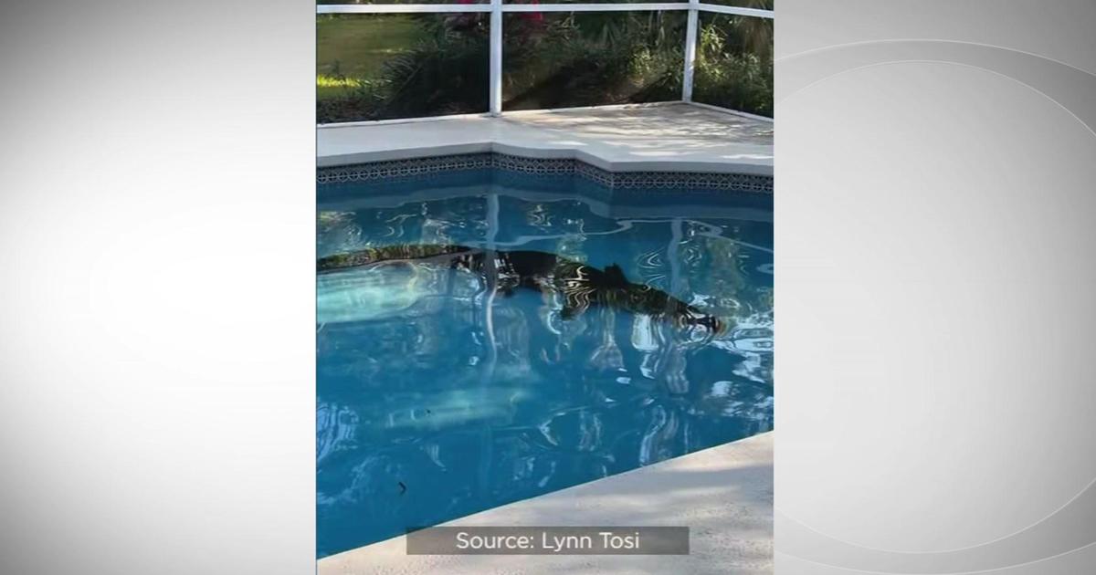 Florida female finds alligator chillin’ in her pool