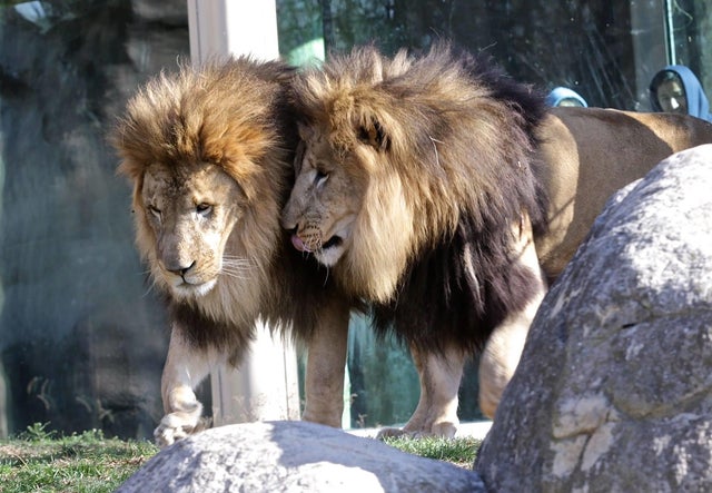 Lion brothers Dinari and Kamaia turn 14 at Franklin Park Zoo - CBS